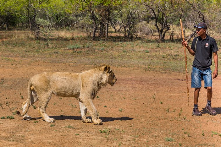 006 Zuid-Afrika, Ukutula Game Reserve, leeuw.jpg